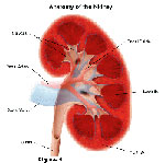 Kidney