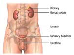 Kidney